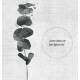 Set von 2 schwarz-weissen botanischen Kunstdrucken Schwarzer Eukalyptus 2g Monstera Blatt. A1 (59,4 x 84,1 cm)