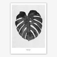 Set von 2 schwarz-weissen botanischen Kunstdrucken Schwarzer Eukalyptus 2g Monstera Blatt. 40 x 50 cm