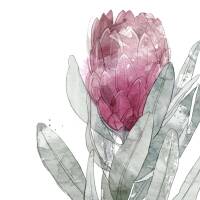 Aquarell Protea Blüte Kunstdruck rosa Blüte Wandkunst