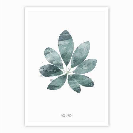 Aquarell Schefflera Arboricola Blatt Kunstdruck botanik Poster grüner Blatt Kunstdruck