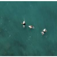 Surfer in Wasser Levanto Italien Drohne Fotografie Druck Luftaufnahme Druck DIN A5 (14,8 x 21 cm)