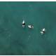 Surfer in Wasser Levanto Italien Drohne Fotografie Druck Luftaufnahme Druck DIN A3 (29,7 x 42 cm)