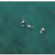 Surfer in Wasser Levanto Italien Drohne Fotografie Druck Luftaufnahme Druck DIN A1 (59,4 x 84,1 cm)