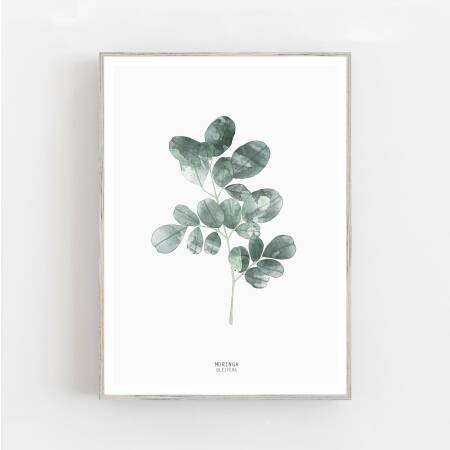 Aquarell Moringa-Blatt Kunstdruck botanische Moringa Kunstdruck Wohnzimmer Kunstdruck  Wandkunst DIN A5 (14,8 x 21 cm)