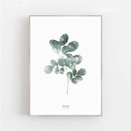 Aquarell Moringa-Blatt Kunstdruck botanische Moringa Kunstdruck Wohnzimmer Kunstdruck  Wandkunst 30 x 40 cm