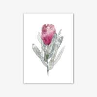 Aquarell Protea Blüte Kunstdruck rosa Blüte Wandkunst DIN A1 (59,4 x 84,1 cm)