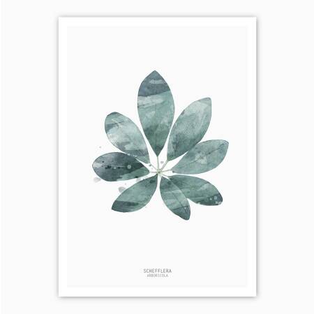 Aquarell Schefflera Arboricola Blatt Kunstdruck botanik Poster grüner Blatt Kunstdruck   DIN A2 (42 x 59,4 cm)