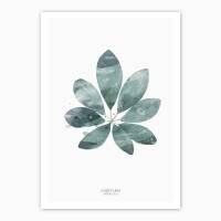 Aquarell Schefflera Arboricola Blatt Kunstdruck botanik Poster grüner Blatt Kunstdruck   30 x 40 cm