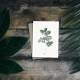 Postkarte Moringa Zweig botanische Postkarte mit Umschlag
