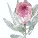 Set von 2 Protea Blüten Kunstdrucken botanische Kunstdrucke A5 (14,8 x 21 cm)
